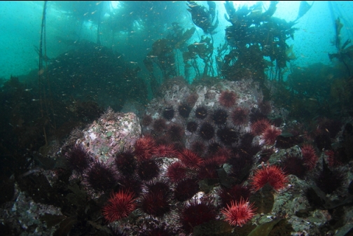 urchins at the edge of the kelp