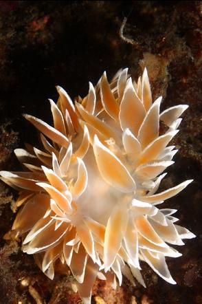 nudibranch