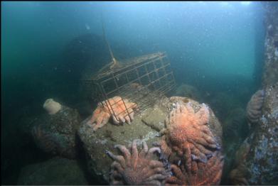 crab trap and sunflower stars