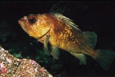 QUILLBACK ROCKFISH