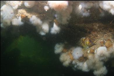 COPPER ROCKFISH AND PLUMOSE ANEMONES IN CAVERN