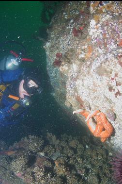 CEMENTED TUBE WORMS AT BASE OF BOULDER