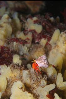 HERMIT CRAB ON SPONGE