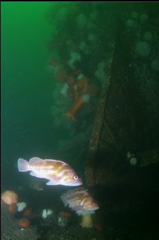 COPPER ROCKFISH NEAR STERN