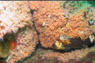 ROCKFISH AND ZOANTHIDS