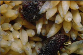 HERMIT CRABS ON EGGS