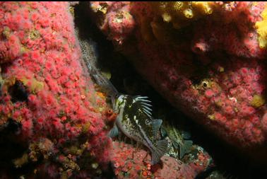 rockfish and lingcod