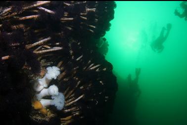 worms and anemones on wall