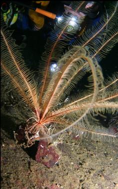 feather star