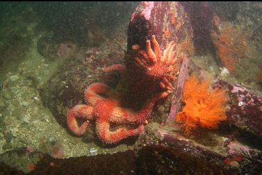 seastars and burrowing cucumber