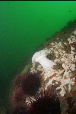 anemone, cup corals, sponge and urchins