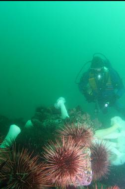 urchins and plumose anemones