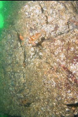 small copper rockfish on wall