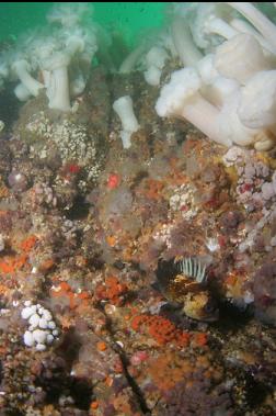 quillback rockfish on second dive