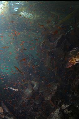 copper rockfish and mysid shrimp in kelp