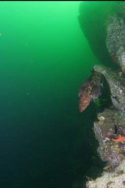 lingcod on wall