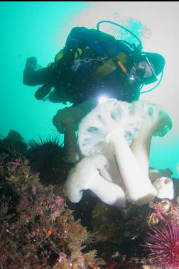 plumose anemones