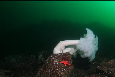 plumose anemones