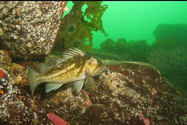 copper rockfish