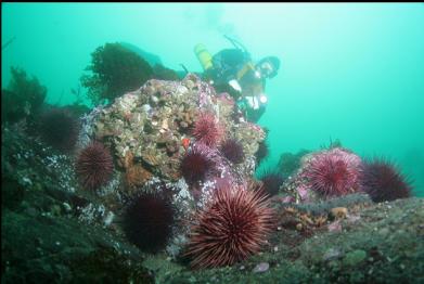 giant barnacles, urchins, etc.