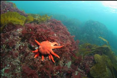 seastar near shore