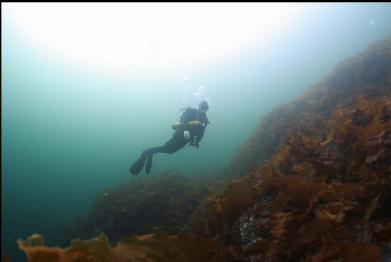 bottom kelp in shallows