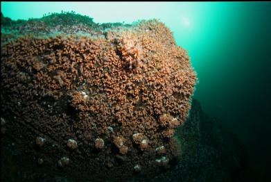 zoanthids and barnacles at 80 feet