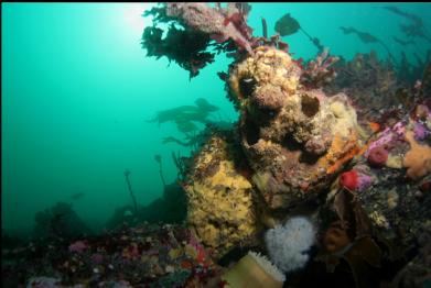 sponge and anemones