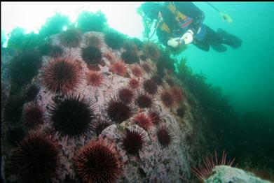 urchins