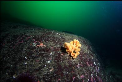 small cloud sponge