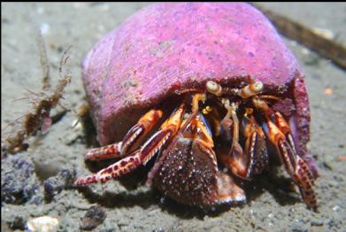 hermit crab