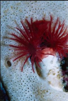 TUBE WORM IN TUNICATE COLONY