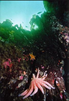 SEASTARS IN SHALLOWS