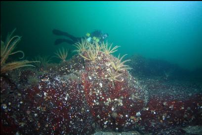 feather stars