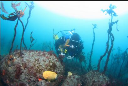 nudibranchs