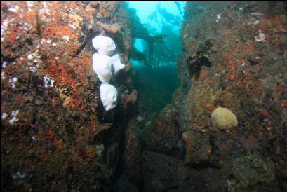 anemones and nudibranch at top of wall