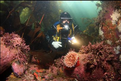 fish-eating anemone