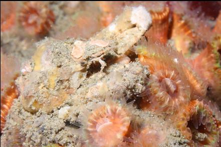 crab and cup corals