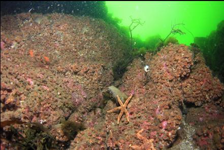 seastars near the top of the wall