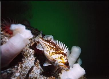 COPPER ROCKFISH