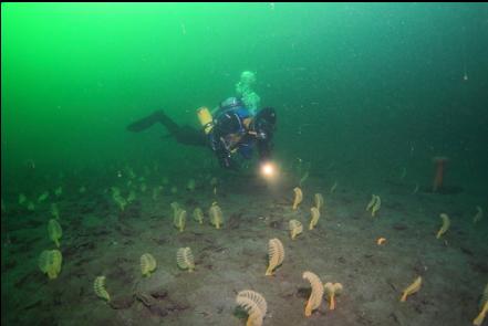 sea pens