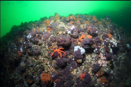 tunicates