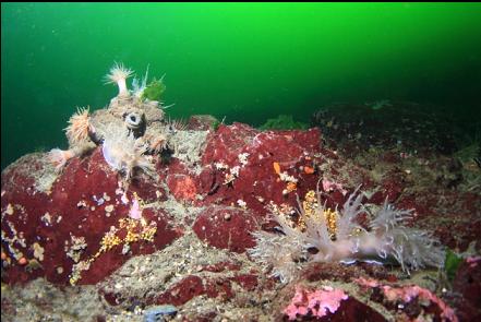 tube-dwelling anemones and giant nudibranchs