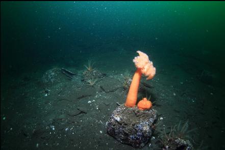 plumose anemones