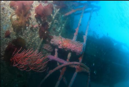 gorgonian on vertical deck