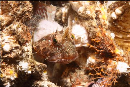 sculpin in a giant barnacle