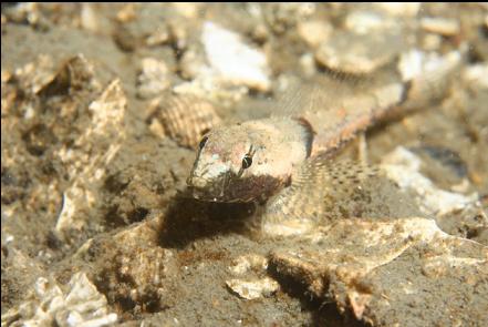 sculpin