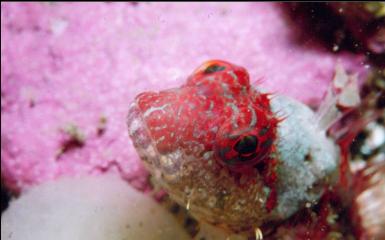 SADDLEBACK SCULPIN