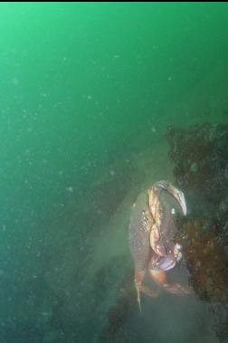 MATING DUNGENESS CRABS OVER SILT