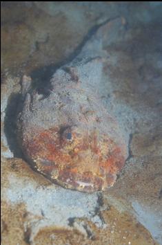 BUFFALO SCULPIN HIDING IN SAND